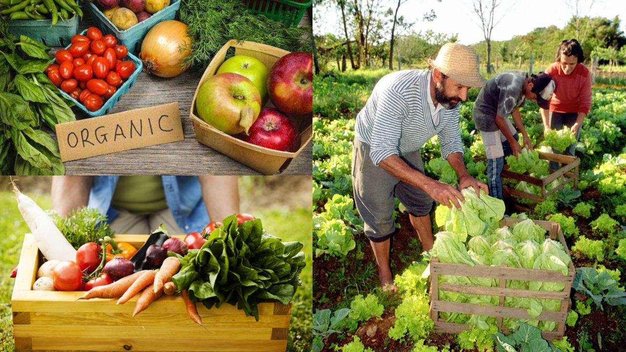 Agricultura Orgânica