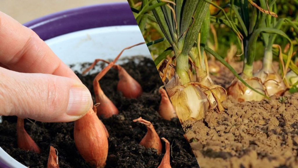 Como Cultivar Cebola em Vasos