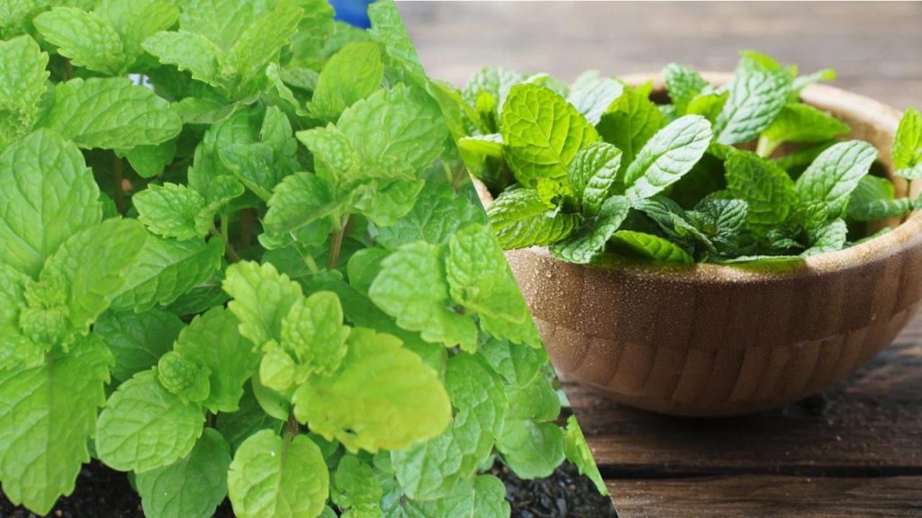 Como Cultivar Hortelã