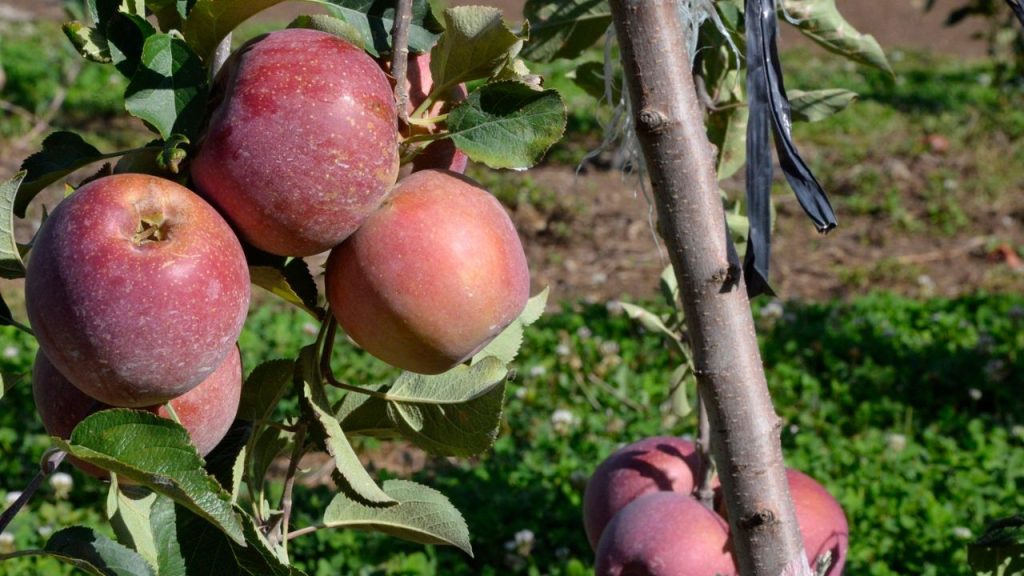 Como Cultivar Maçãs