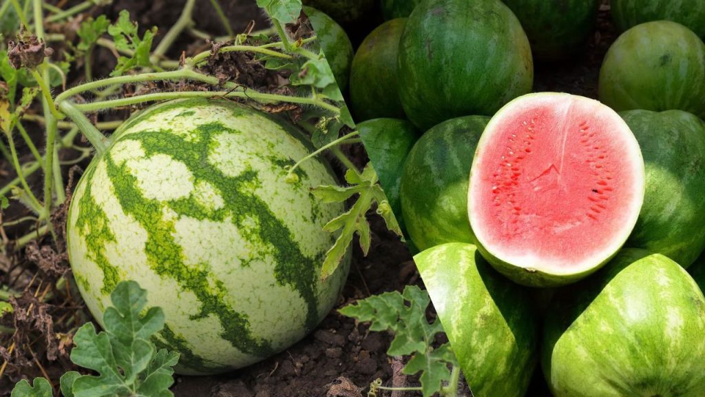 Como Cultivar Melancia