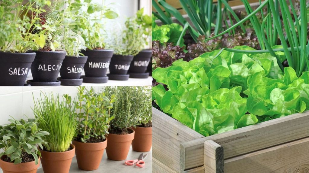 Como Fazer Uma Horta De Temperos