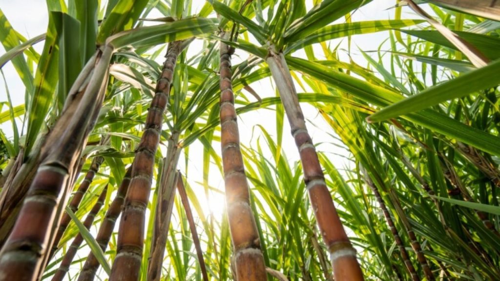 Como Plantar Cana-de-Açúcar