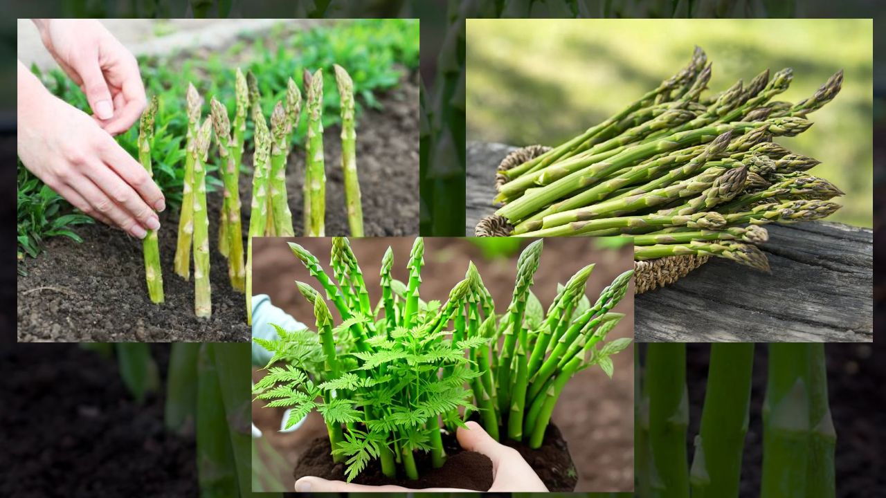 Como cultivar Aspargos
