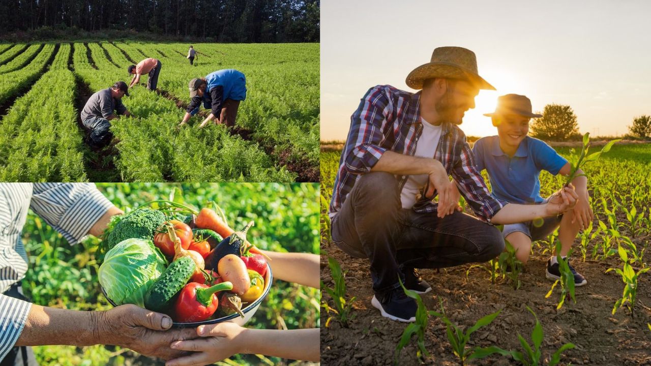 O Papel Vital Do Agricultor Na Garantia Da Segurança Alimentar