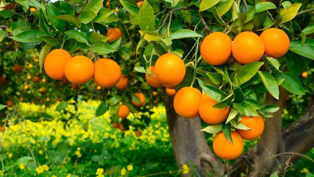 Plantação De Laranja No Brasil