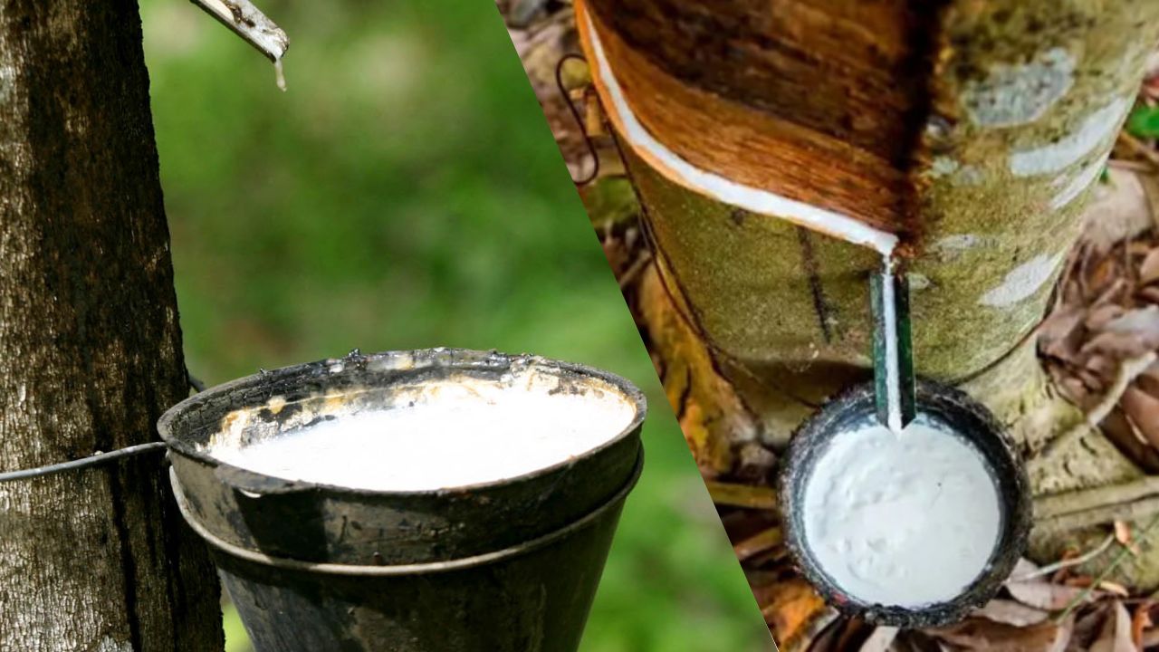 Produção de Borracha no Brasil