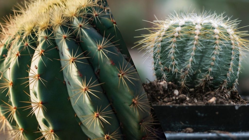 Como Cuidar de Cactos