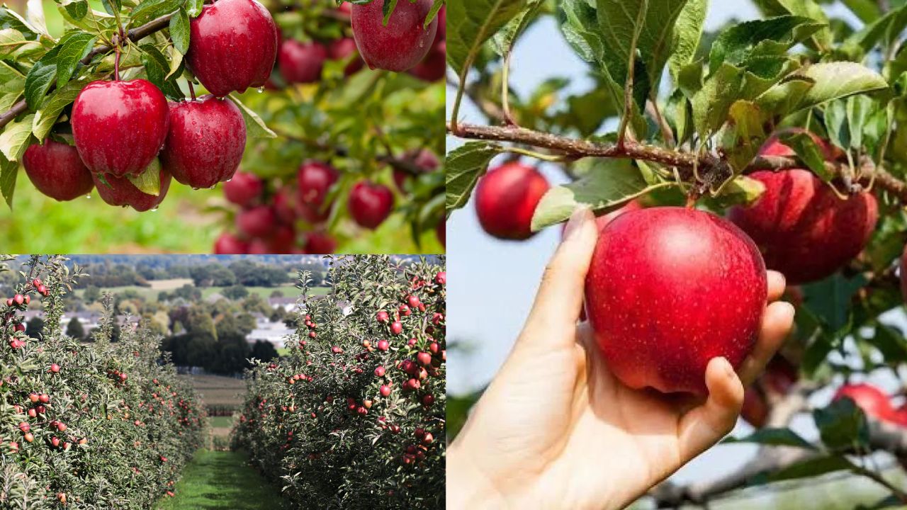 Como Cultivar Maçã