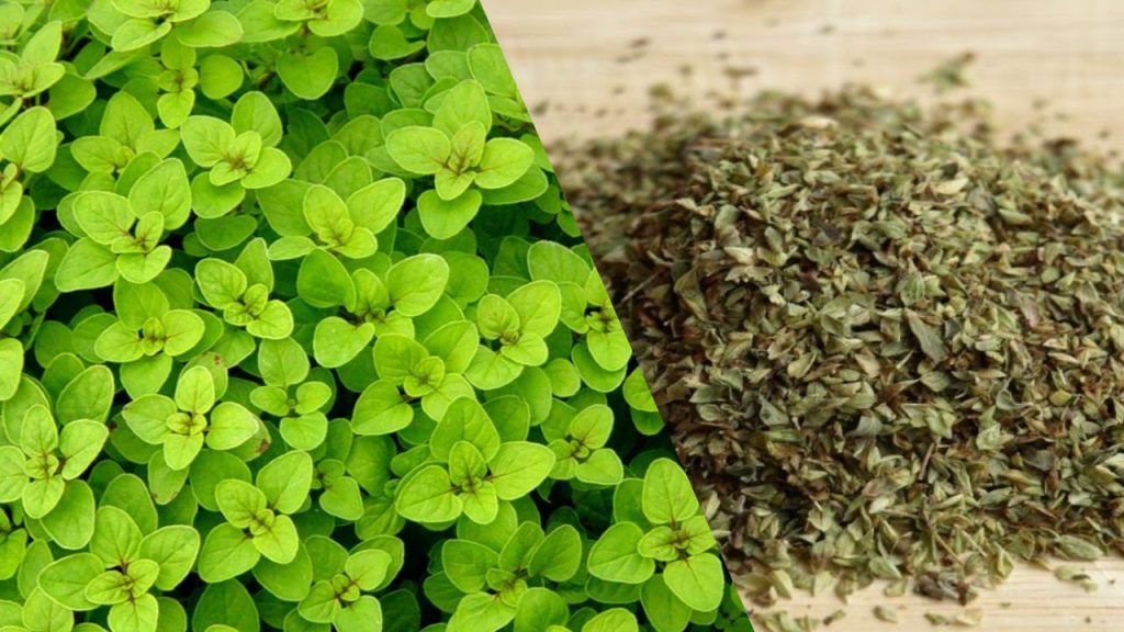 Como Cultivar o Pé de Orégano