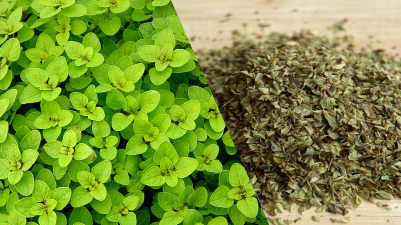 Como Cultivar o Pé de Orégano