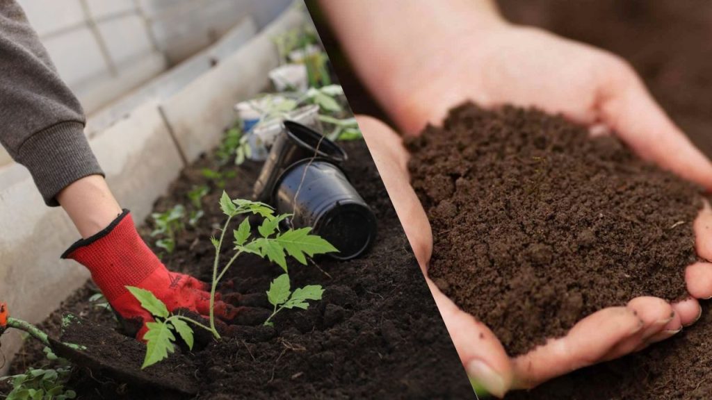 Como Escolher O Melhor Adubo Para Sua Horta