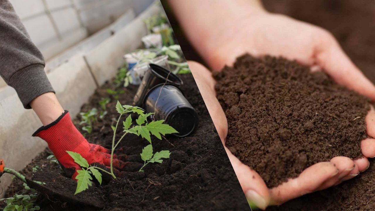 Como Escolher O Melhor Adubo Para Sua Horta