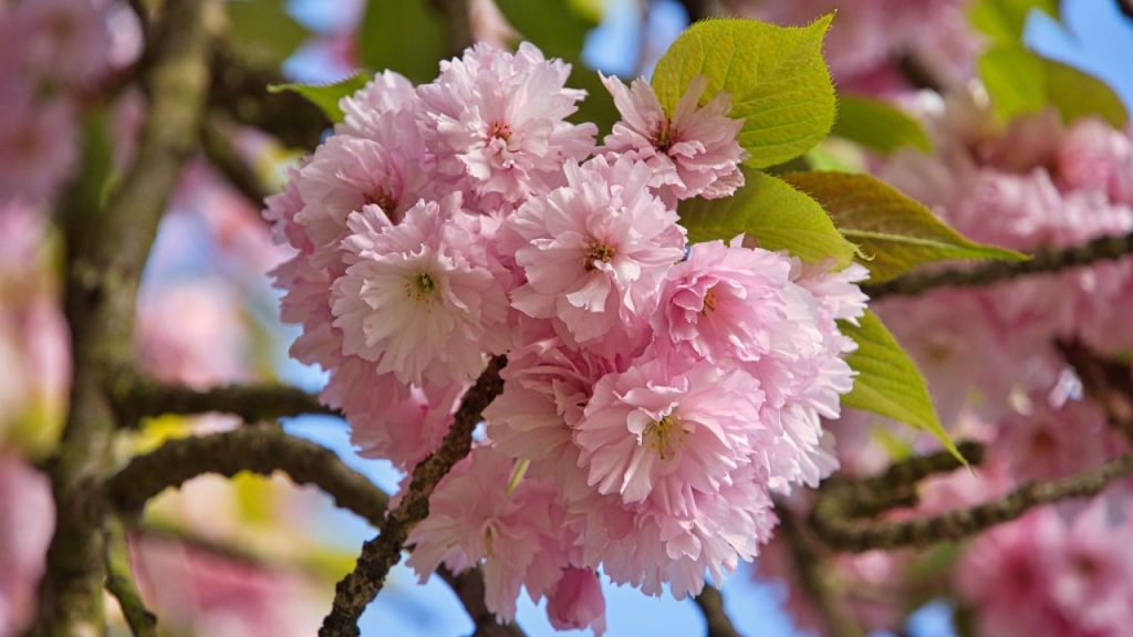 Como Plantar Cerejeira no Brasil