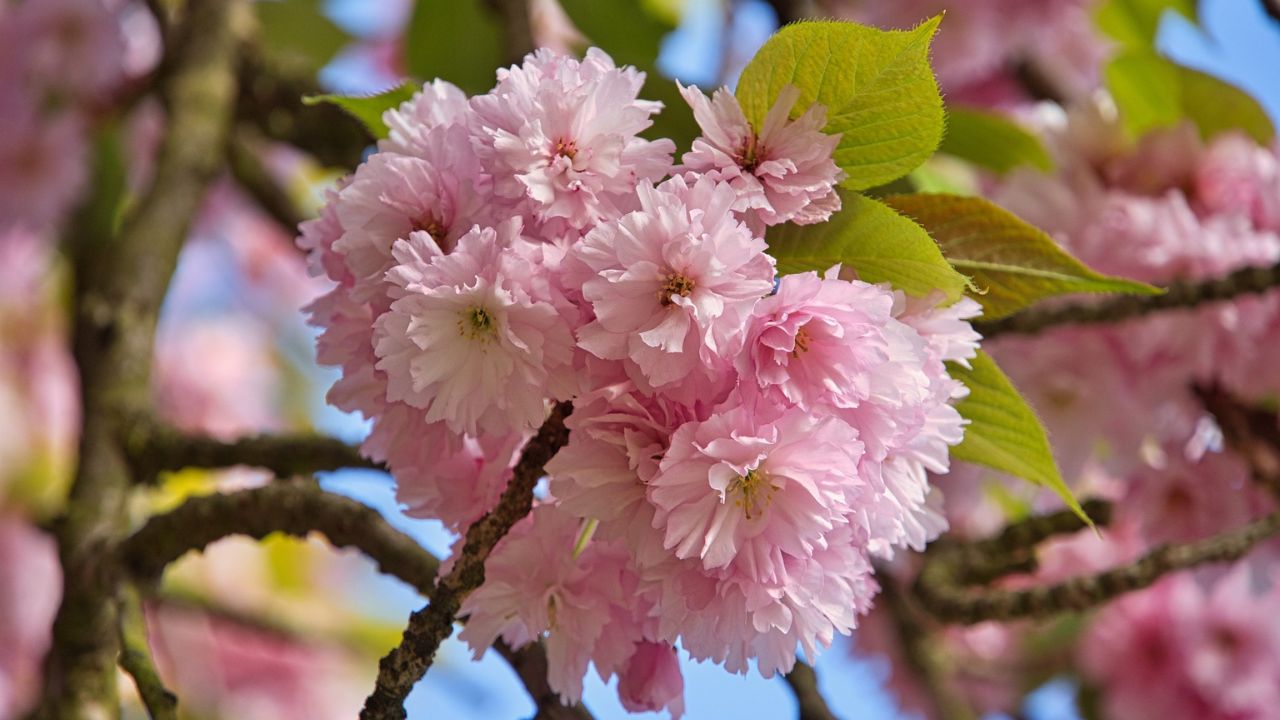 Como Plantar Cerejeira no Brasil