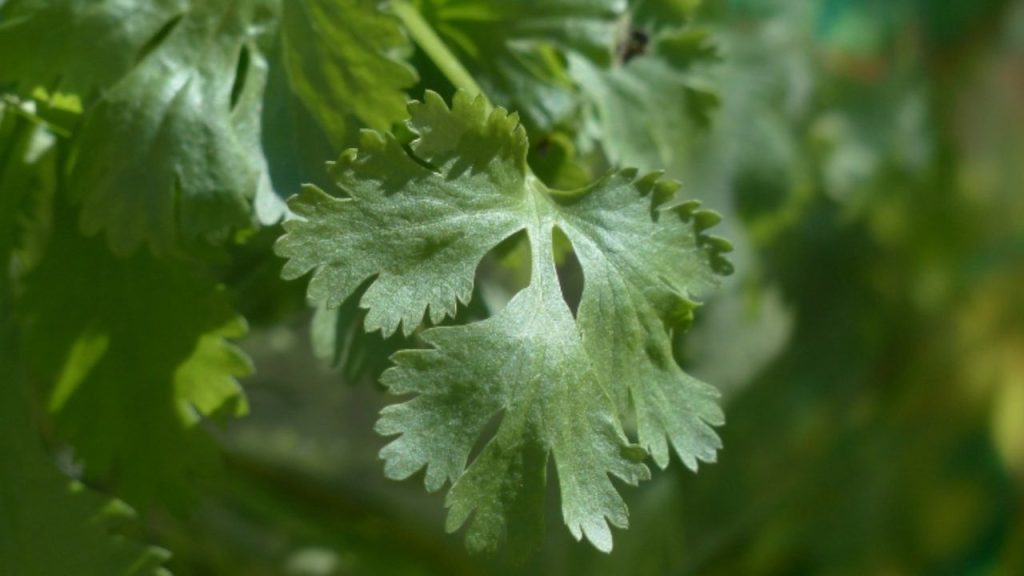 Como Plantar Coentro Igual um Profissional!