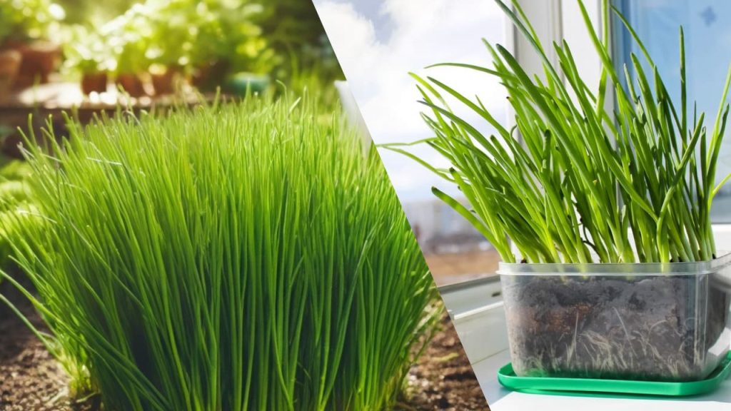 Plantação de Cebolinha em Casa
