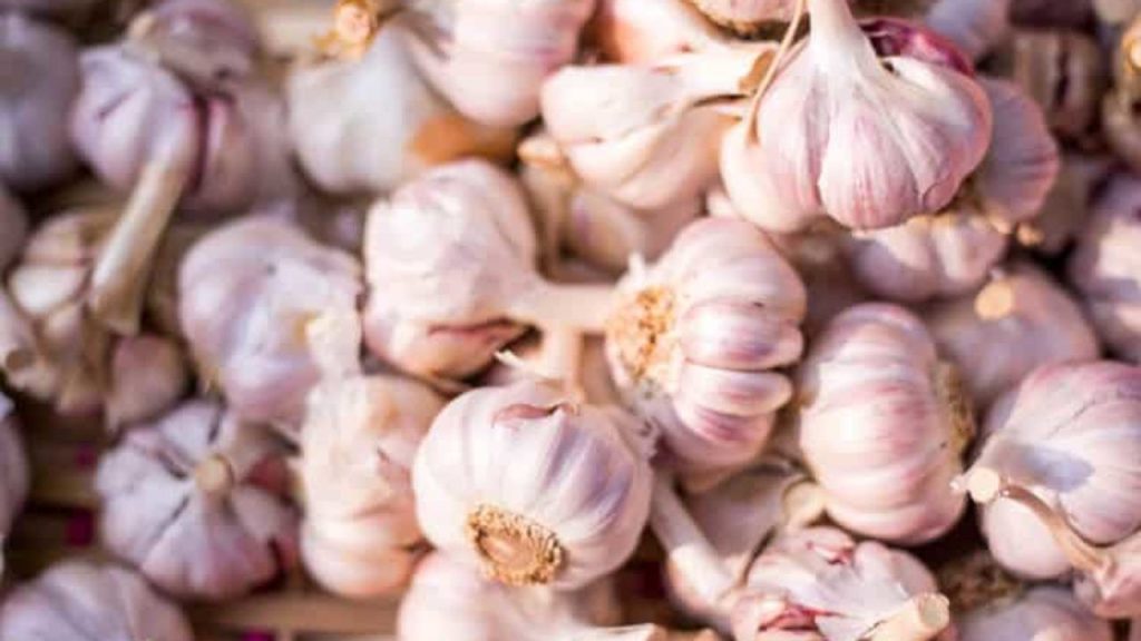 Guia Completo para Alho Plantação: Do Plantio à Colheita e Lucro