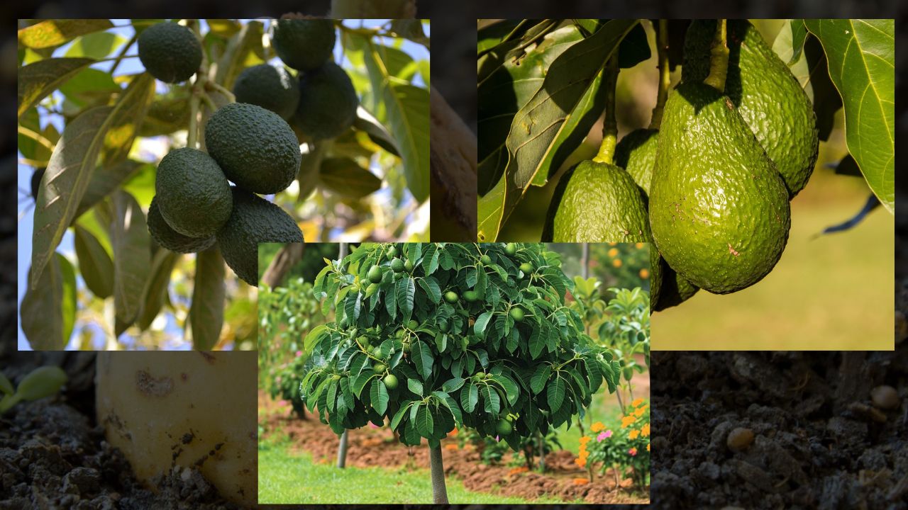 Como Plantar Abacate