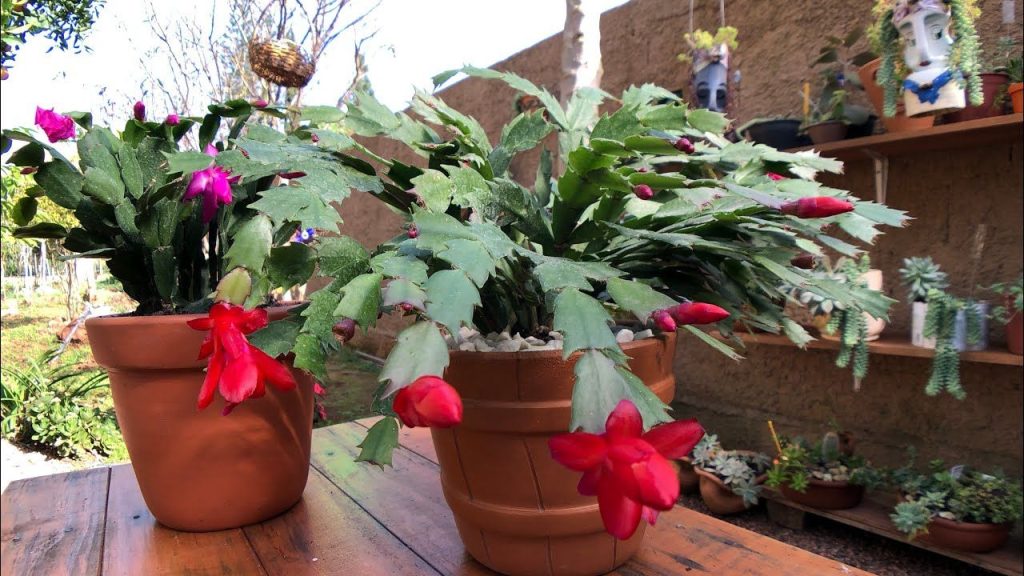 Plantio da Flor de Maio: Guia Detalhado Para Iniciantes.