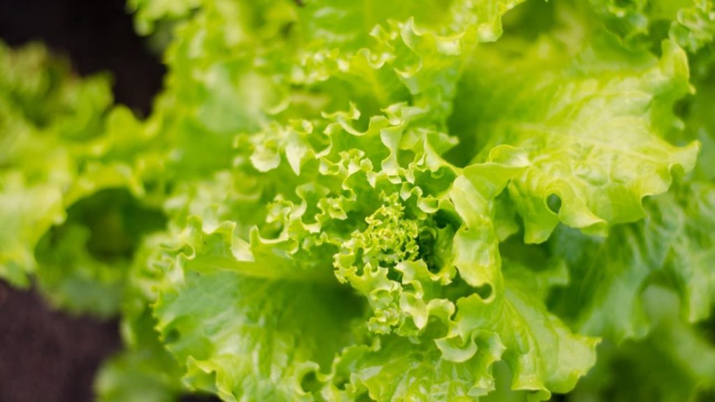 Plantio de Alface: Guia Completo e Detalhado!