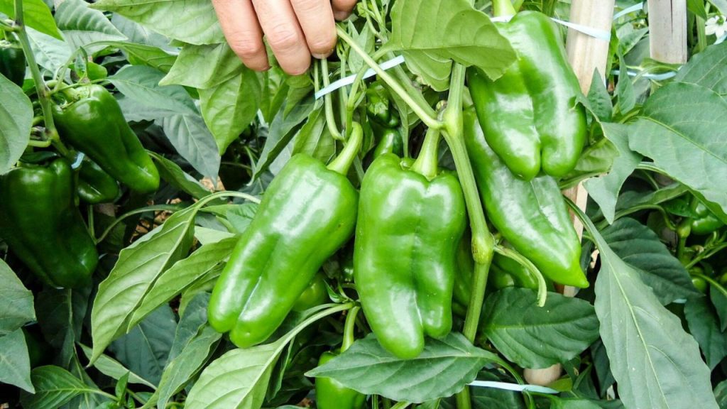 Plantio de Pimentão: Guia Completo para Iniciantes.