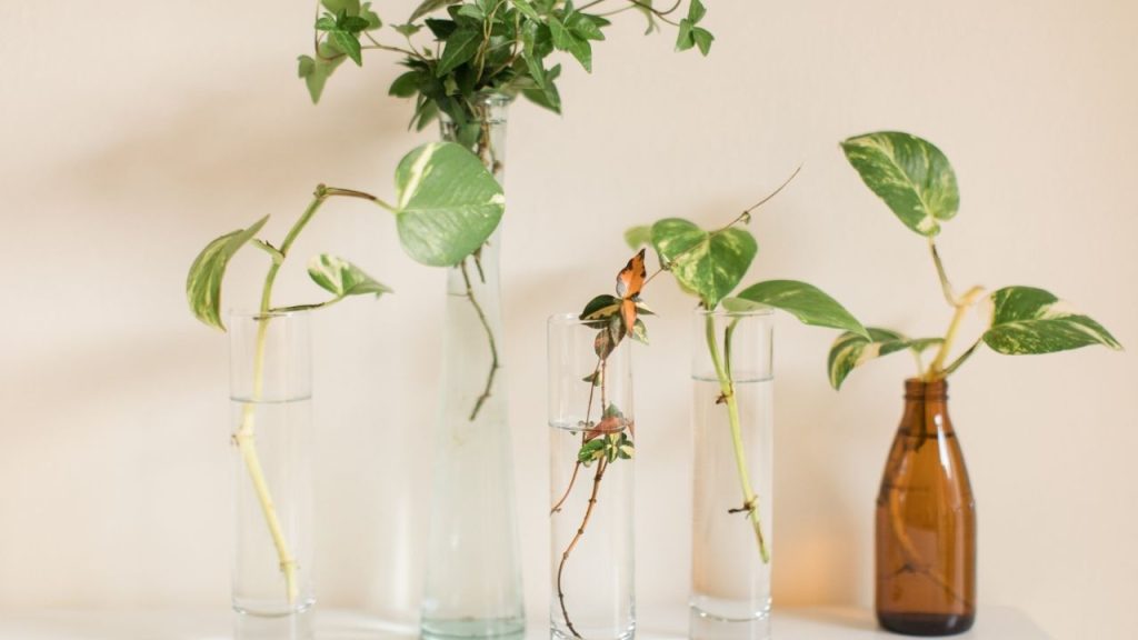 Cultivar Plantas na Água: Guia Passo a Passo!