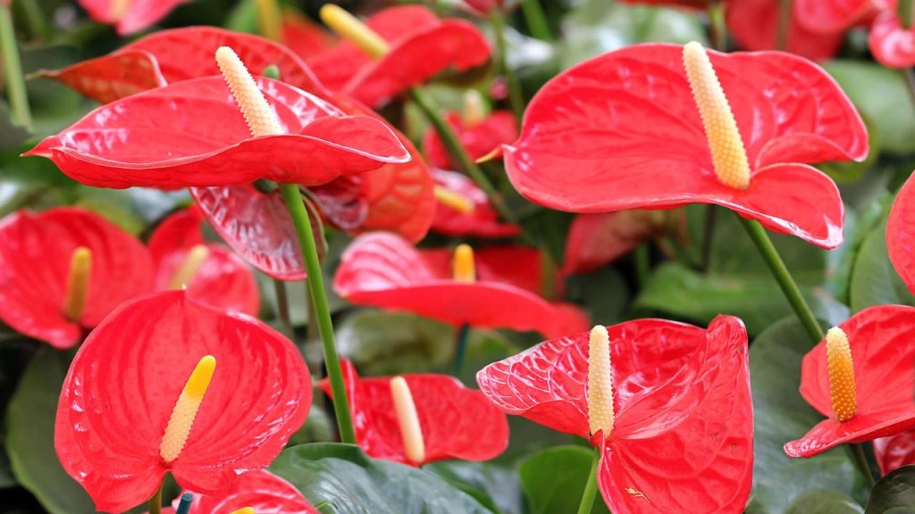 Descubra os Tipos de Flor e Como Iniciar sua Plantação!
