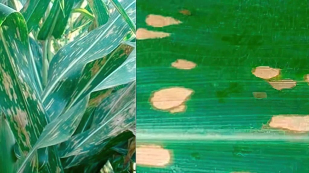 Como Prevenir Doenças do Milho: Dicas de Sucesso!