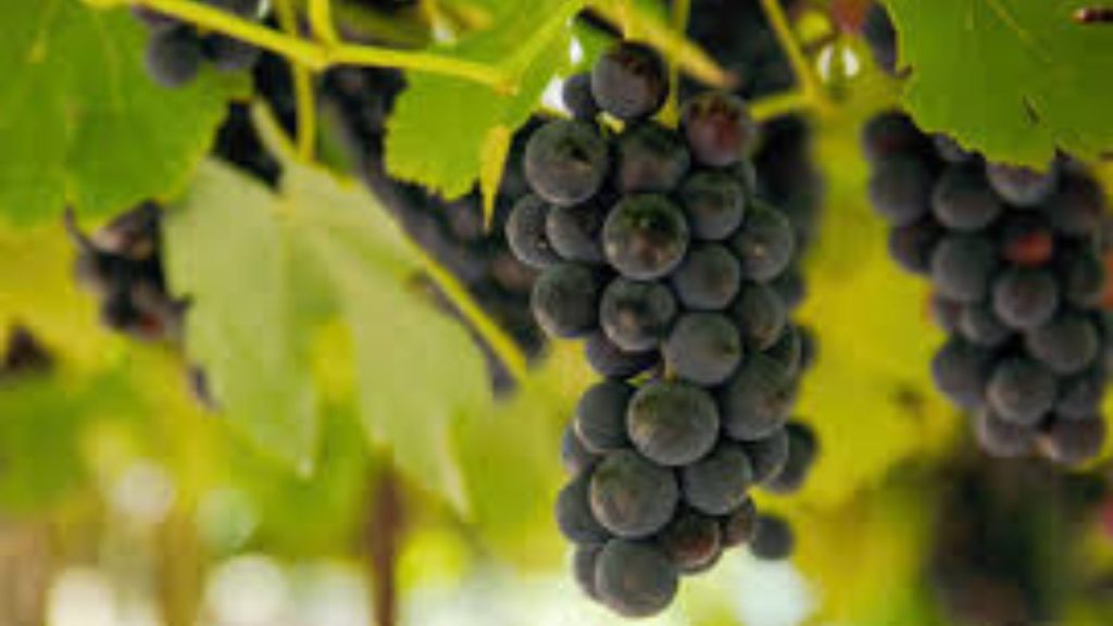 Pé de Uva Como Cultivar: Guia Completo e Detalhado!