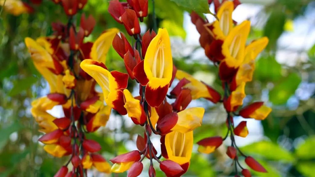 Plantas de Sol Como Cultivar: Passo a Passo Para Iniciantes!