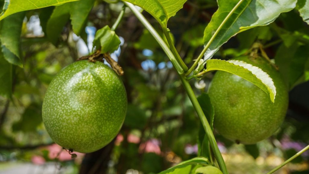 Maracujá Plantação: O Guia Completo para Cultivar