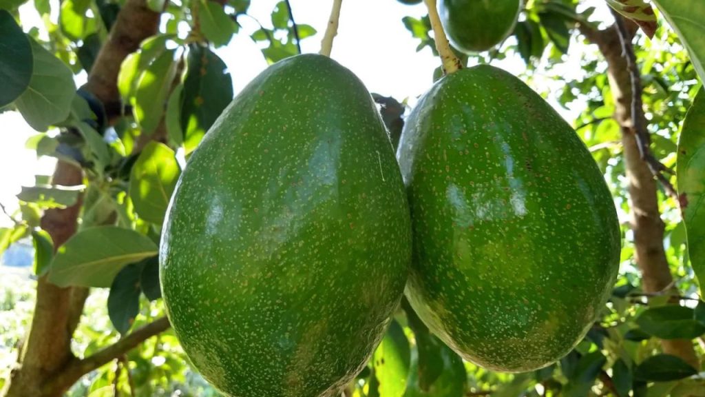 Plantio de Abacate: Guia Completo e Detalhado