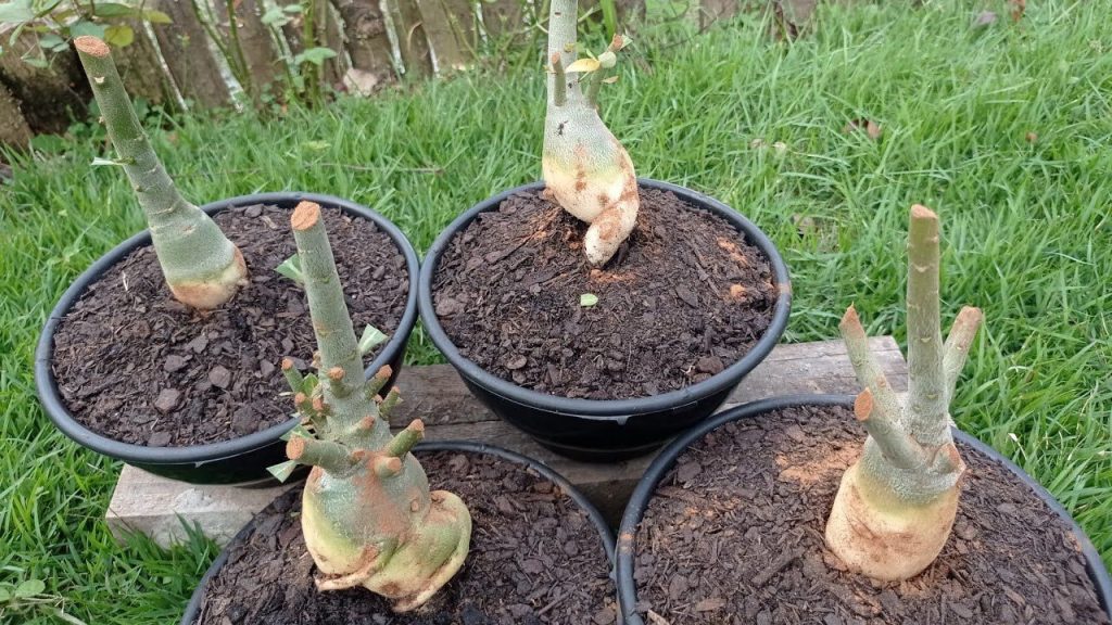 Como Poda Rosa do Deserto: Guia Completo para Iniciantes