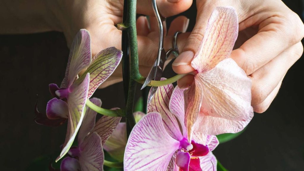 Como Podar as Orquídeas Corretamente: Guia Completo
