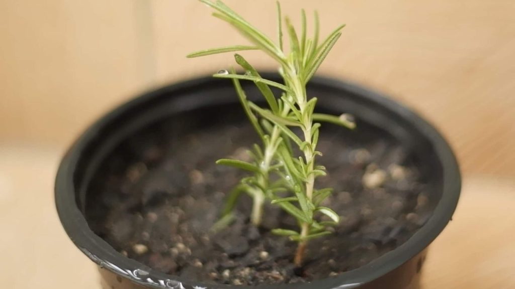 Como Cultivar Alecrim em Vaso: Guia Passo a Passo!